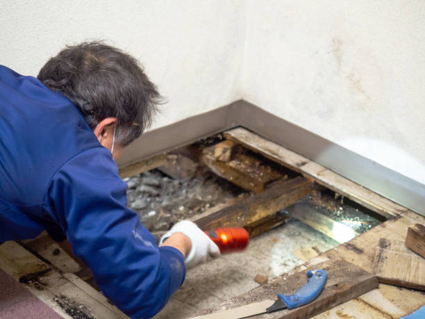 Best Mold Cleaning Services  in Sacaton, AZ