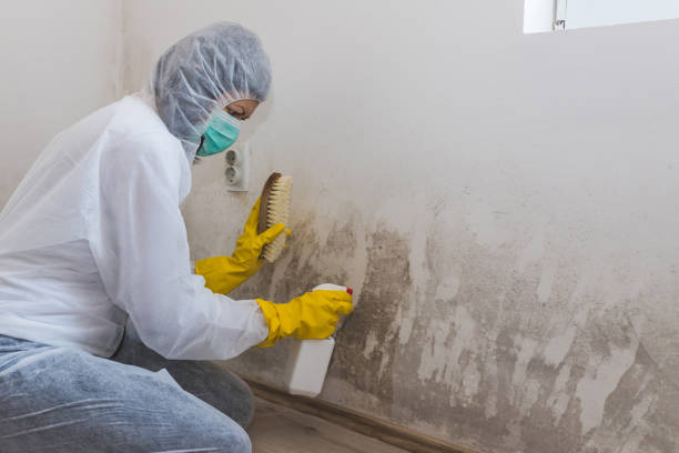 Best Local Mold Removal Service  in Sacaton, AZ