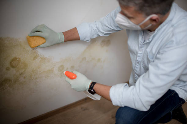 Best Office Mold Removal Services  in Sacaton, AZ